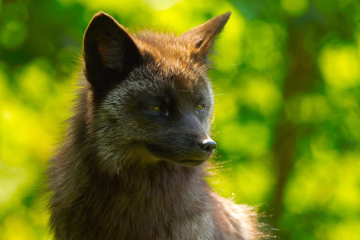 Fox 2 0615